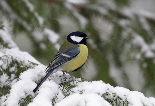 Great tit/talgoxe.