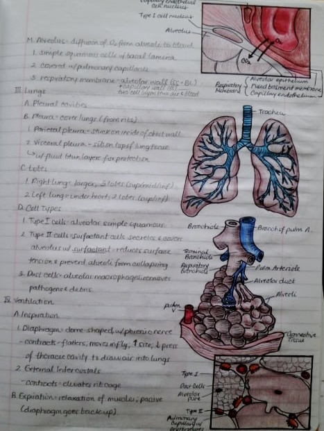 telencefalon:  Anatomy &amp; Physiology Notebook. A few pages from my anatomy