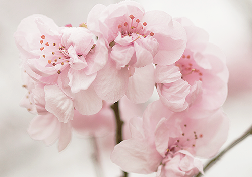 yuai:Pink Blossom (by Anna)