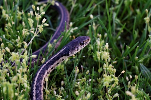 offleshandfeather:Adorable little Garter Snake 