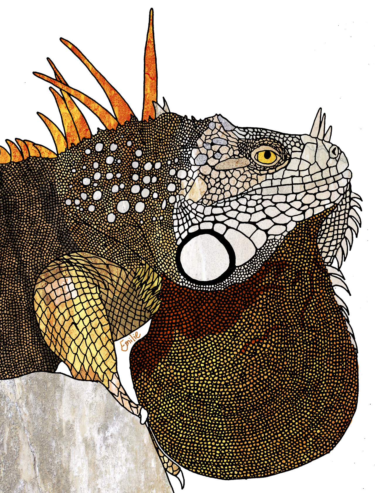 emiliegrant:
“ Green Iguana
© Emilie Grant
http://society6.com/EmilieGrant
”