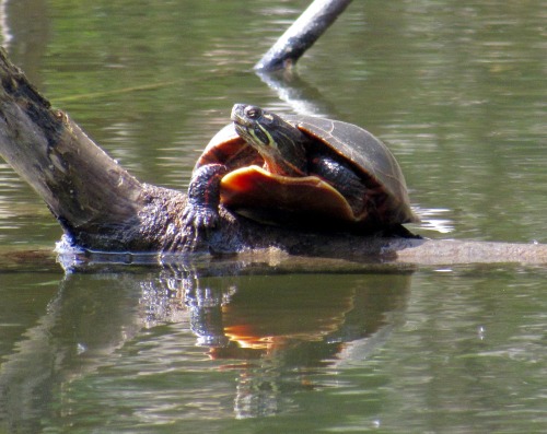 Eastern painted turtles I saw yesterday, Chrysemys picta. It was a good day for basking in the sun.