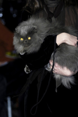 Moongloss:witchy Cats At Jean Paul Gaultier Fall 2006.