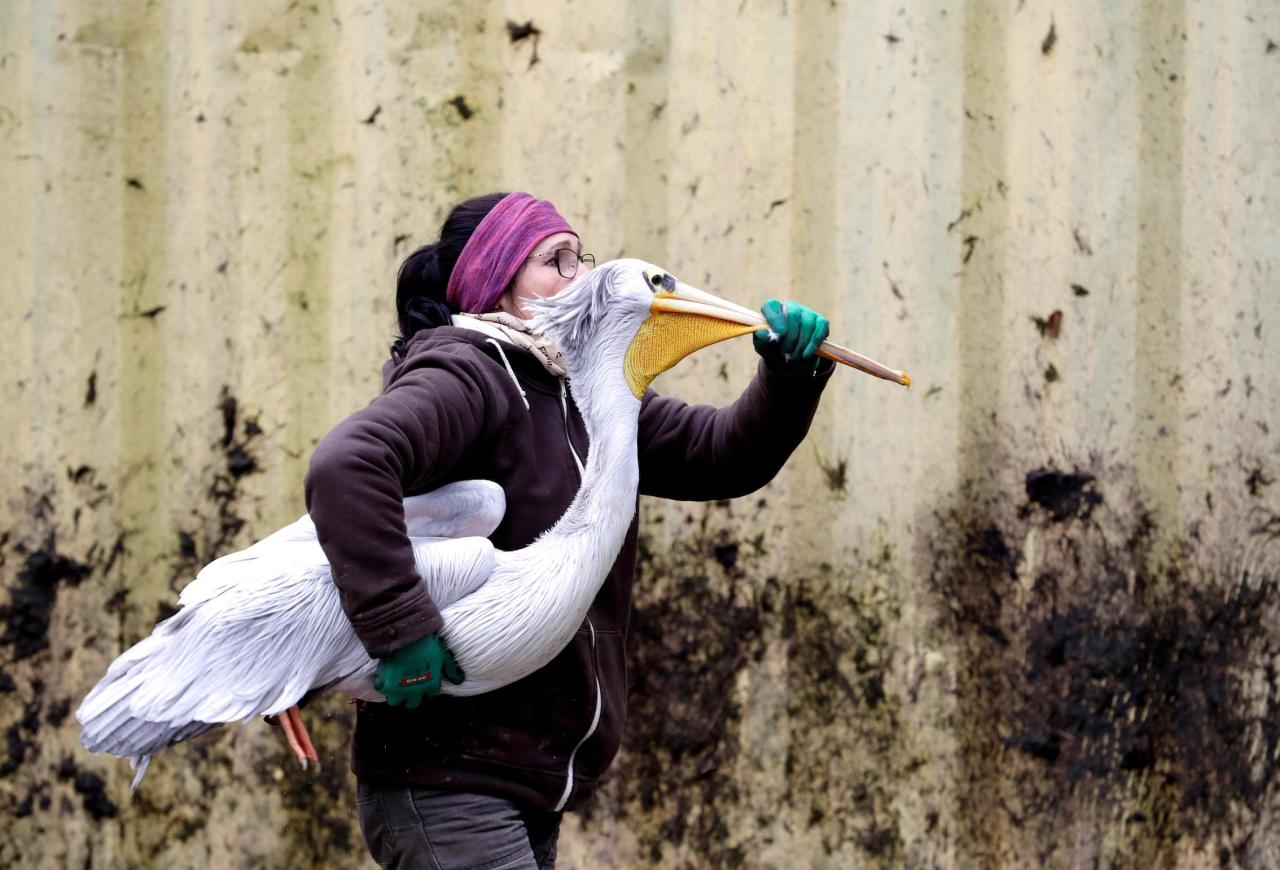 henk-heijmans:“A zookeeper carries a pelican that is being moved to its winter enclosure at Dvur Kralove Zoo in Dvur Kralove nad Labem, Czech, 2019 - by David W Cerny, Czech ”