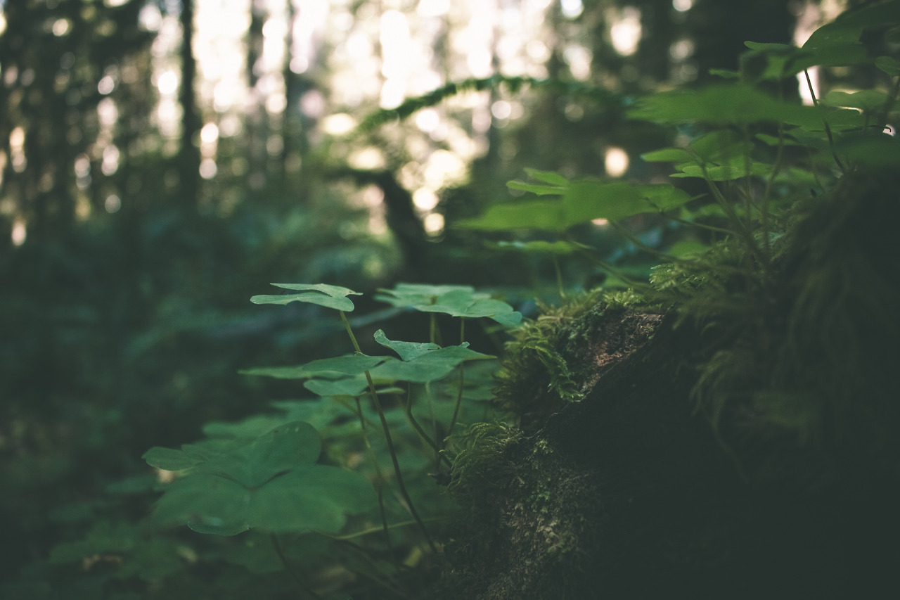 hannahkemp:Clatsop State Forest//Oregon September 2016