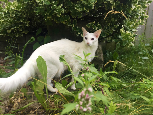 pangur-and-grim:this long-spined cretin is nearly 7 years old