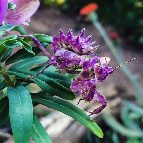 onenicebugperday: Bugs that look like flowers!1-2: Orchid mantis, Hymenopus coronatus Photos by Frup