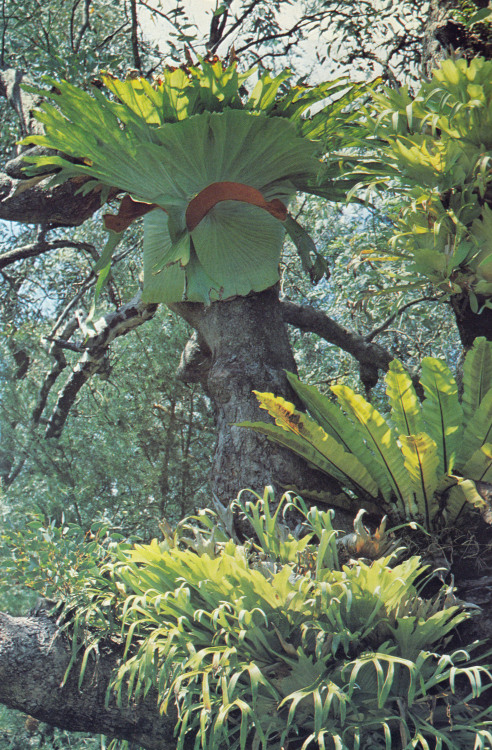 plant-scans:Platyceriums, asplenium, staghorn & elkhorn ferns, Growing Ferns, Ray Best, 1980