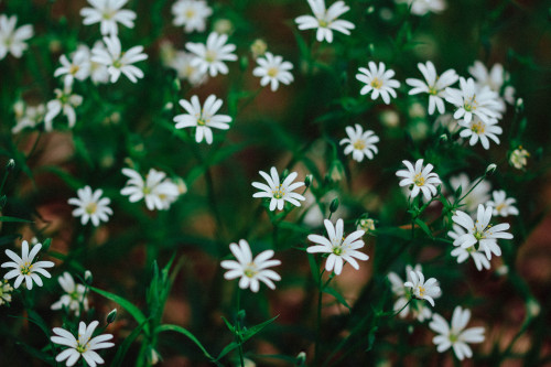 blossoms