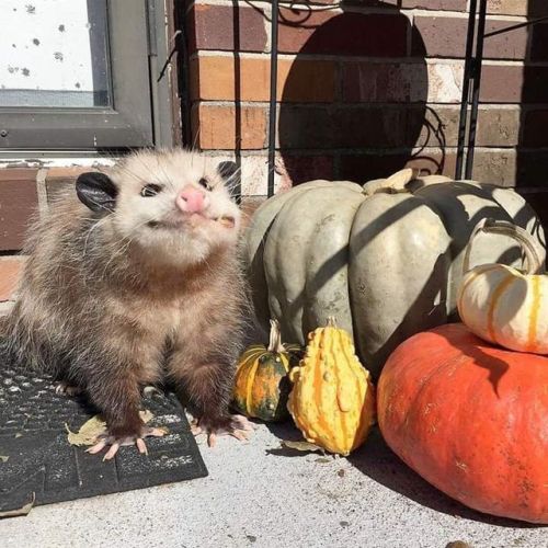 queenofthecommunistcannibals - opossummypossum - yes[image...