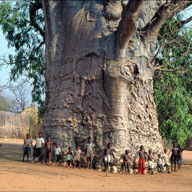 give-a-fuck-about-nature:  Beauty of the Motherland 2,000 year old tree in South