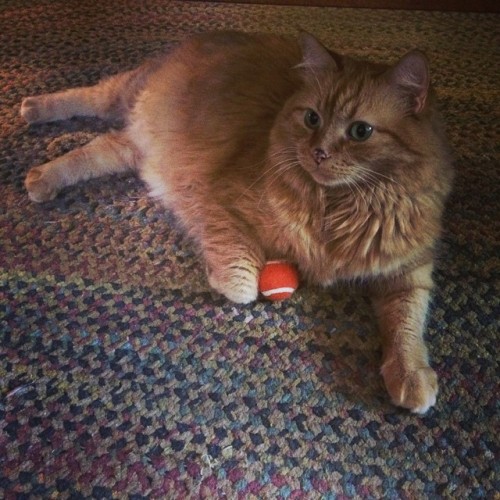 a #cat and her ball #Twain #Kittaaay #Portland #PDX (at The Blue Tile Lounge)