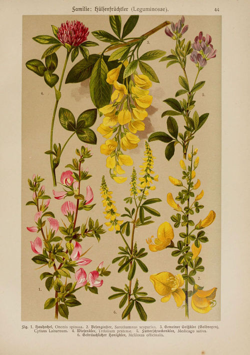 heaveninawildflower:  Botanical illustrations taken from  ‘Hoffmann-Dennert Botanischer Bilderatlas’  by Dr. E. Dennert.Published 1911.https://www.biodiversitylibrary.org/page/1122683Wikimedia.