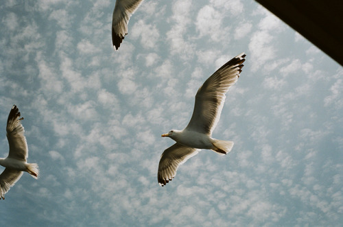 dritter-mann:“Feeding the Birds”Croatia - 2019Leica M6 - Kodak Portra 160