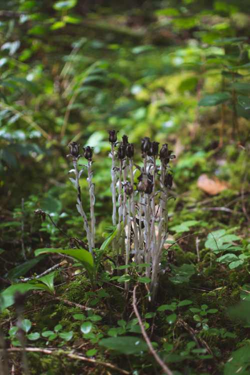 Ghost Pipes