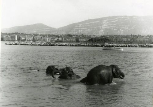 Surprenante image d'éléphantsdu Cirque Knie se rafraichissant dans le lac (env. 1970)!Pierre-Charles