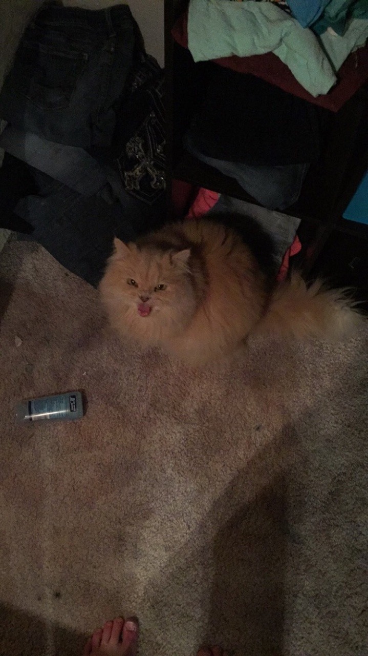 queen-miq:  He really likes to yell at the camera.