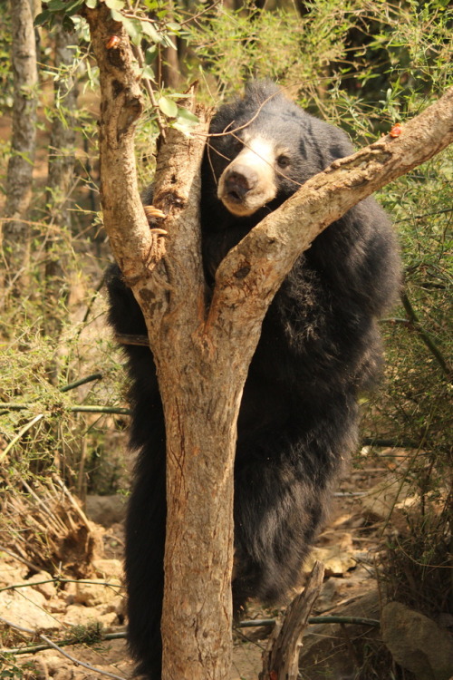 Meet Kasthuri!She’s our #BearOfTheMonth! She was rescued when she was only six months old but 