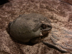 toadschooled:*BLORP* Colorado river toad,