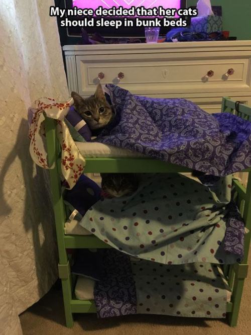 pleatedjeans:  21 Adorable Tucked in Cats