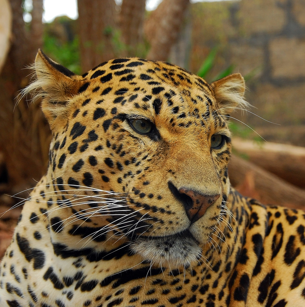 llbwwb:  Jaguar (Panthera onca) (by Steve Liptrot Photography)