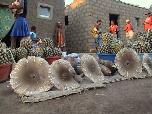malanjino: Cogumelos do Bocoio, Angola. - Angola