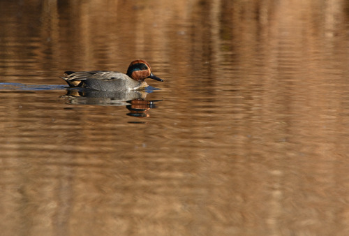 コガモcommon teal