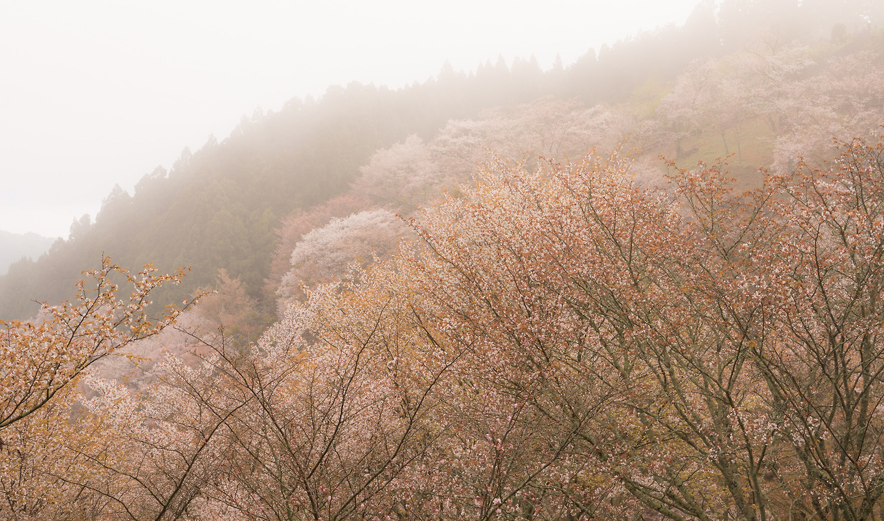 90377:   Cherry tree - Nara Yoshino by Kashinkoji  