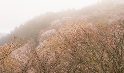 Cherry tree - Nara Yoshino by Kashinkoji