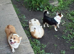 tastefullyoffensive:  &ldquo;I am loaf.&rdquo; [x]