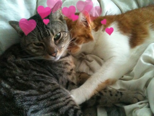 lesbianheart: Cuddling cats moodboard