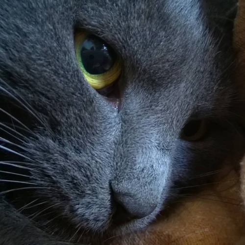 Cat eye https://www.youtube.com/c/WeMeow #cat #cats #wemeow #meow #catlife #cutecat #catlove #loveca