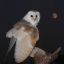 howl-at-owl