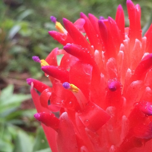 Many bromeliads are epiphytic, meaning they grow on the branches of trees. Bromeliads produce bright