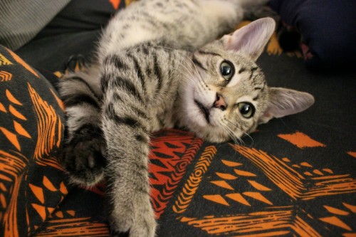 my-cats-better: I think he knows when he’s getting his picture taken. •Canon Rebel T6 &bu