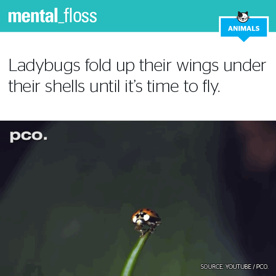Mental Floss