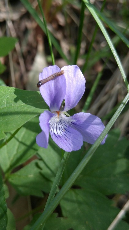 Viola adunca is in the family Violaceae. Commonly known as early blue violet, or hookedspur violet, 