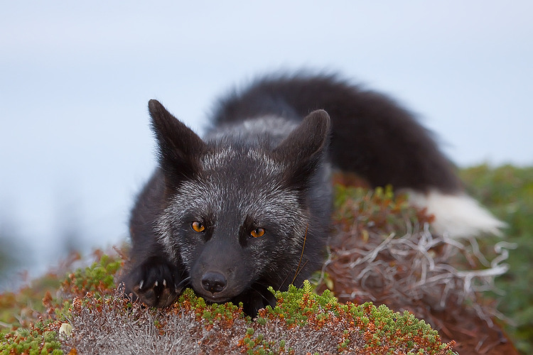 forest-faerie-spirit:  {Young Black Fox} by {Witch-Dr-Tim} 