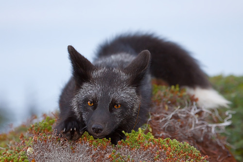 forest-faerie-spirit:{Young Black Fox} by {Witch-Dr-Tim}