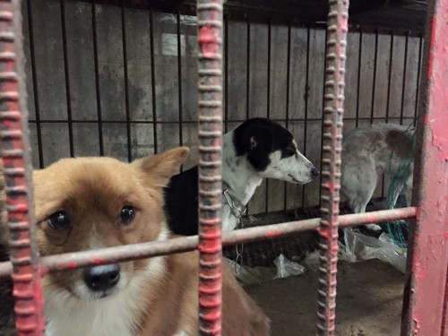 Says Marc Ching from Animal Hope and Wellness:“The owners and association that run one of the 