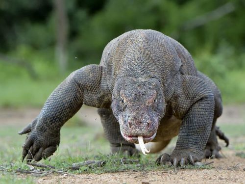 end0skeletal: The Komodo dragon (Varanus komodoensis), the largest species of lizard in the world, 