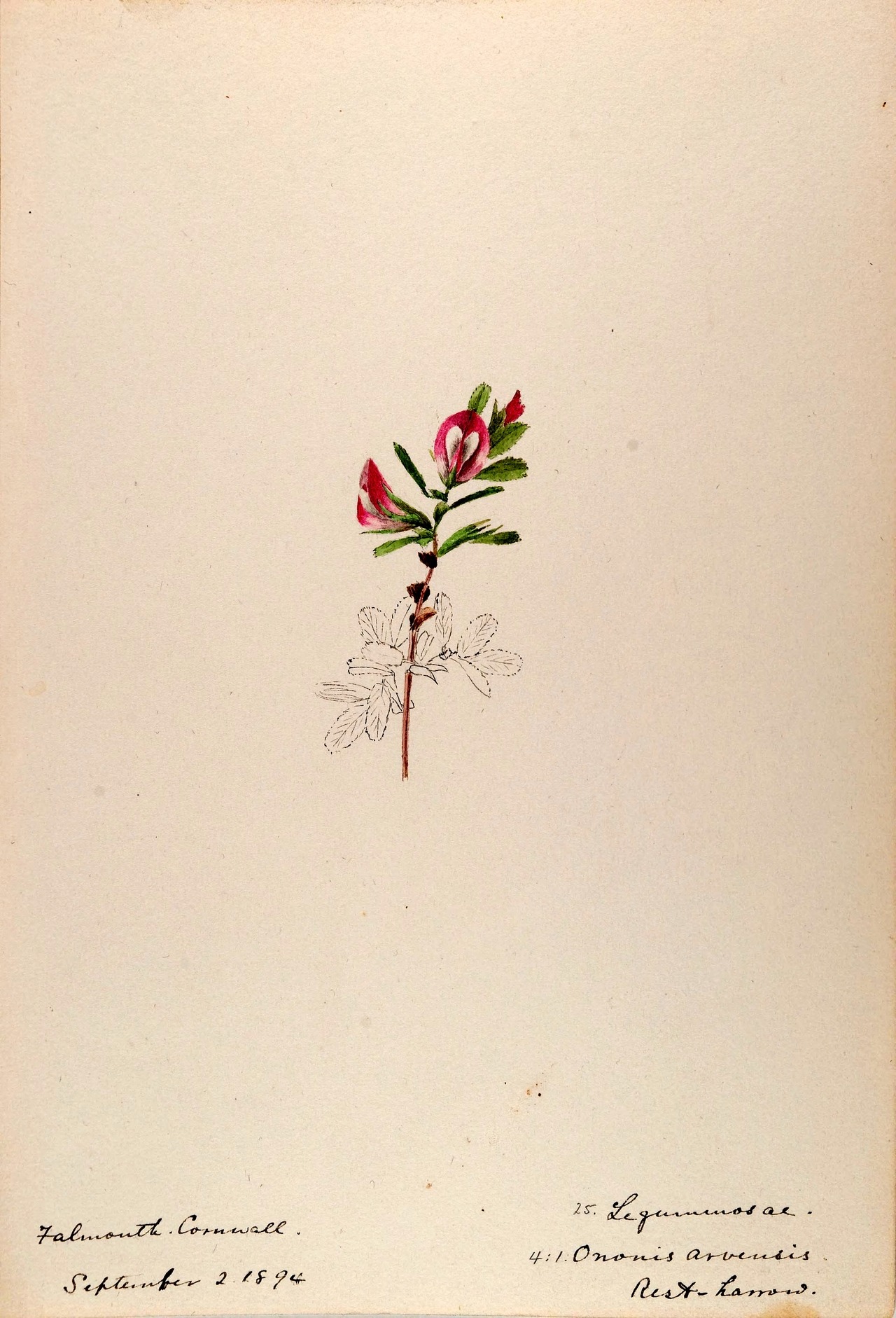 wapiti3:  Water-color sketches of plants of North America and EuropeBy Sharp, Helen.