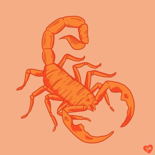 Scorpio, 8/12 of a zodiac series. See the rest on my instagram, @sophiemcteardesign!