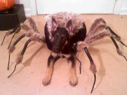 Spider dog does tricks for treats.