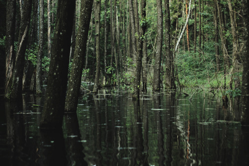 dehanginggarden: flooded forest by collien