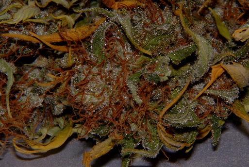 420weedlove:  Khalifa Kush 
