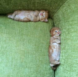 justcatposts:  “Purr-Pendicular” 😸via