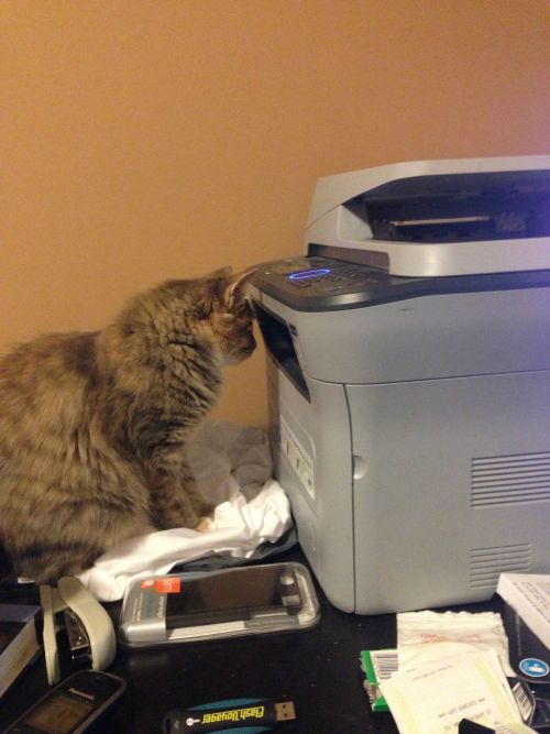 Catasters in the OfficePhoto via Imgur