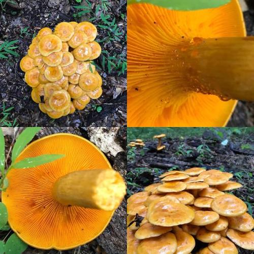 multifacetedmushrooms: ID Request: found in New Jersey in mid JulyFound here Jack o’ Lanterns!