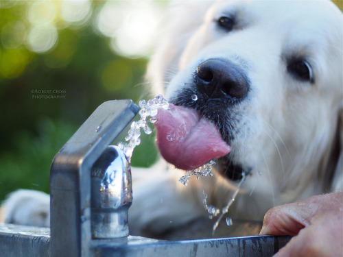 Lapping it Up [Explore Front Page] by RobertCross1 on Flickr.